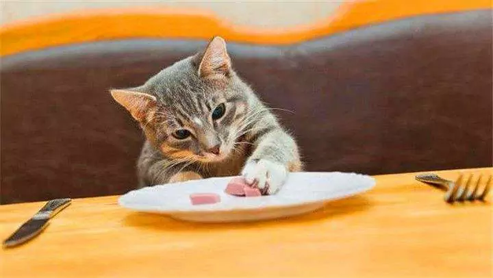 Que peuvent manger les chatons ? Guide de l'alimentation quotidienne des chats adultes