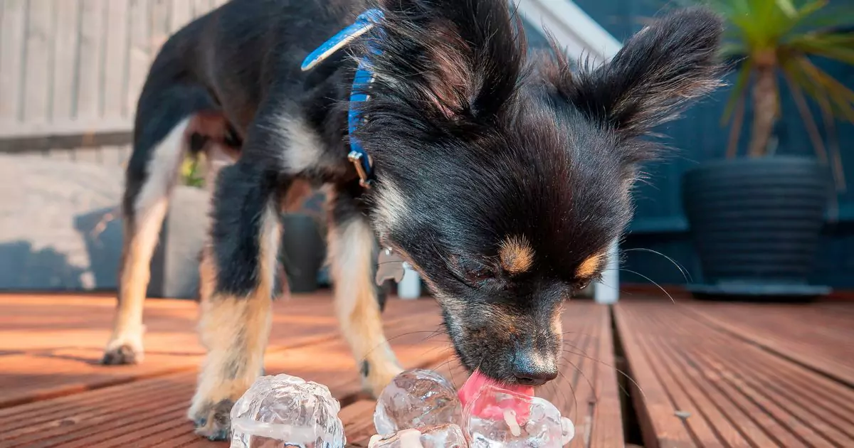 Les chiens peuvent-ils manger de la glace？Les chiens aiment-ils les glaçons ?