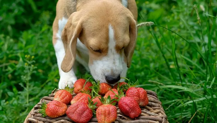 Les fraises sont-elles bonnes pour les chiens ? Quels sont les bienfaits des fraises pour les chiens ? Les chiots peuvent-ils manger des fraises ?