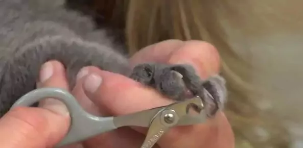 Comment couper les griffes d'un chat ? Quelles sont les fonctions des griffes postérieures du chat ?
