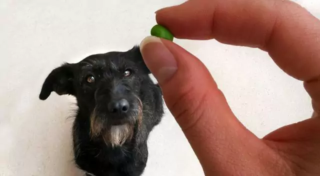 Les chiens peuvent-ils manger des haricots verts ? Points à noter lorsque vous donnez des haricots verts à un chien