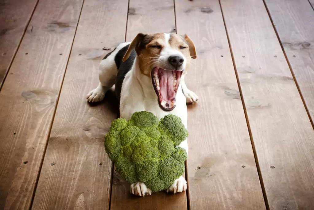 Le brocoli est-il bon pour les chiens ? Le brocoli, c'est bon, mais ce n'est pas tout bon et sans danger.