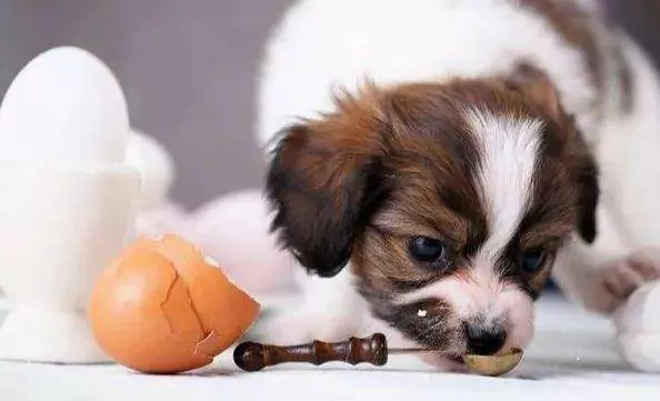 Les chiens peuvent-ils manger des œufs crus ? Qu'arrive-t-il aux chiens lorsqu'ils mangent des œufs crus ?