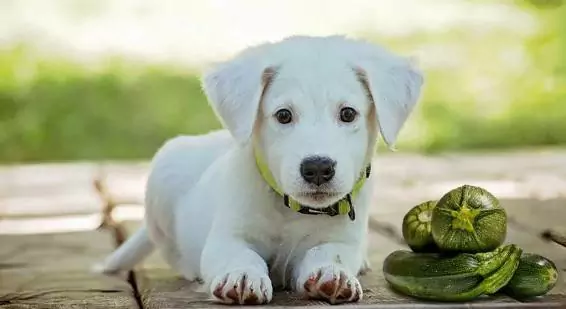 Les chiens peuvent-ils manger des courgettes ? Les bienfaits de la courgette pour les chiens