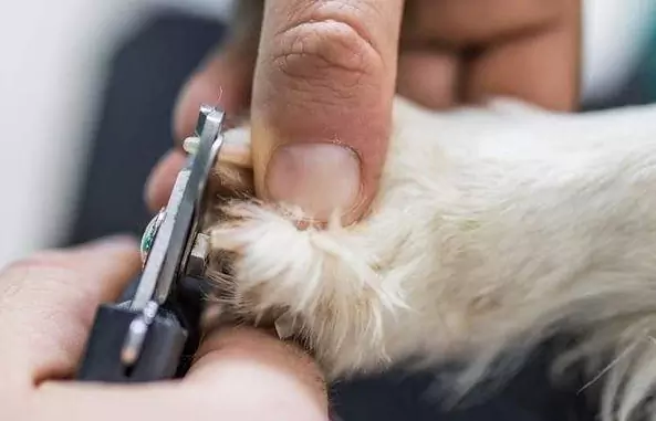 Quelle doit être la longueur des ongles des chiens ?