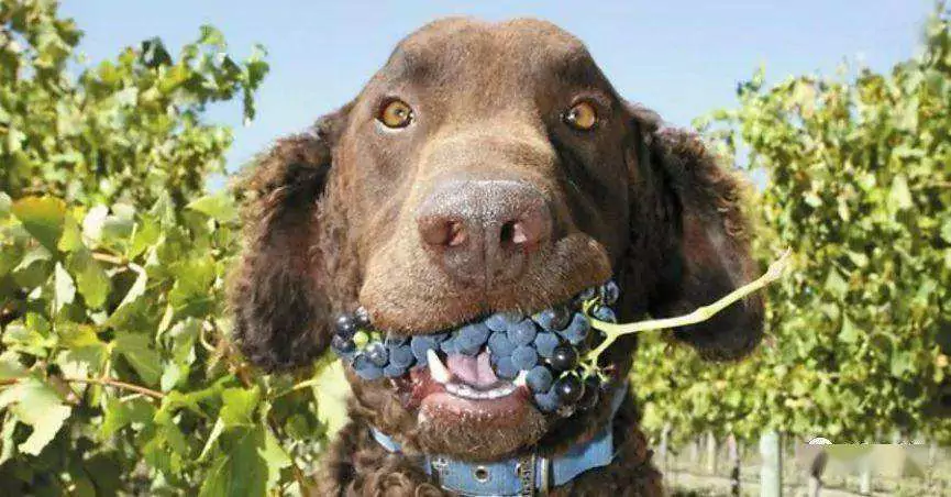 Les chiens peuvent-ils manger du raisin ? Symptômes d'empoisonnement chez le chien après consommation de raisin
