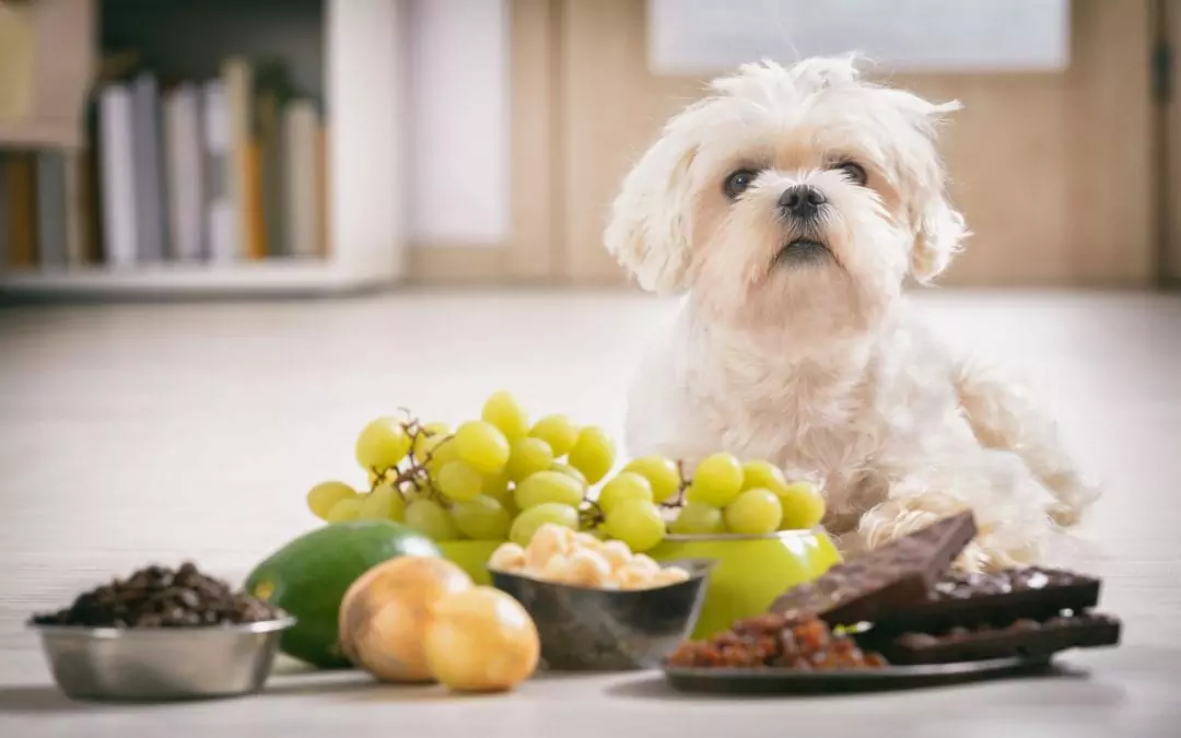 Pourquoi les chiens ne peuvent-ils pas manger de raisins ? Les chiens peuvent-ils manger du raisin ou non ?