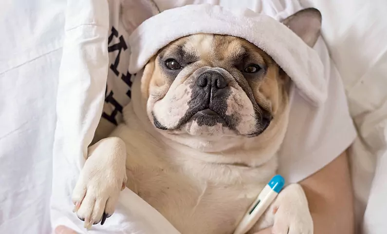 Les chiens peuvent-ils attraper la grippe ? Quel est le mode de propagation de la grippe canine ?