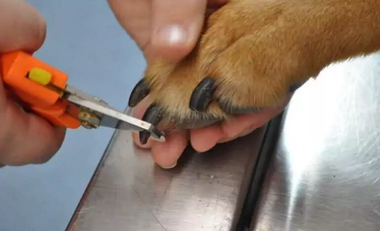 À quelle fréquence dois-je couper les ongles de mon chien ?