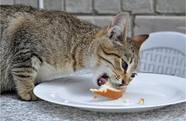 Les chats peuvent-ils manger du pain ? Pourquoi les chats aiment-ils le pain ?