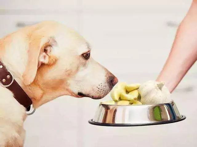 Les chiens peuvent-ils manger de l'ail ? Quels sont les symptômes lorsqu'un chien mange de l'ail ?