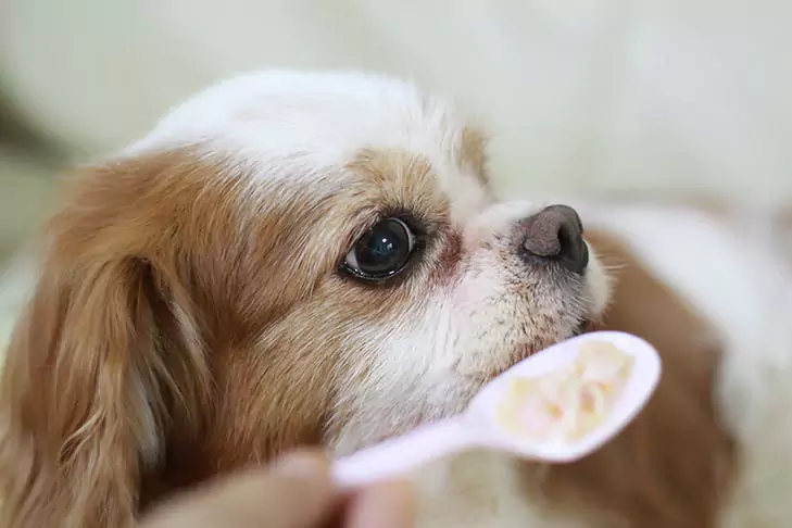 Les chiens peuvent-ils manger des flocons d'avoine ? Les bienfaits des flocons d'avoine pour les chiens