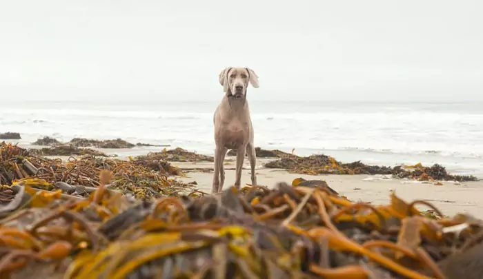 Les chiens peuvent-ils manger des algues ? Quelle est la différence entre le varech et les algues ?