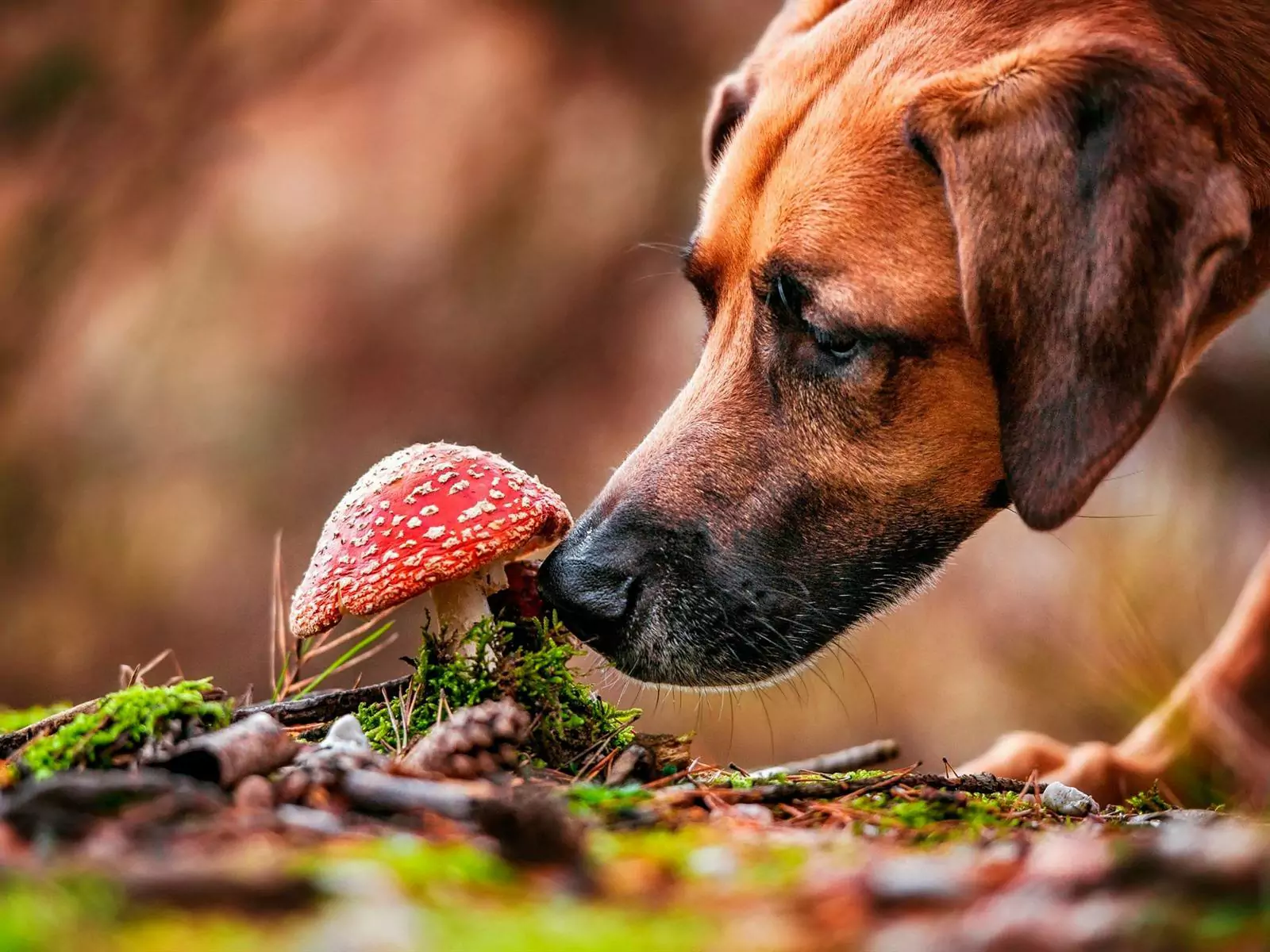 Les chiens peuvent-ils manger des champignons ? Quelle est la valeur nutritive des champignons pour les chiens ?