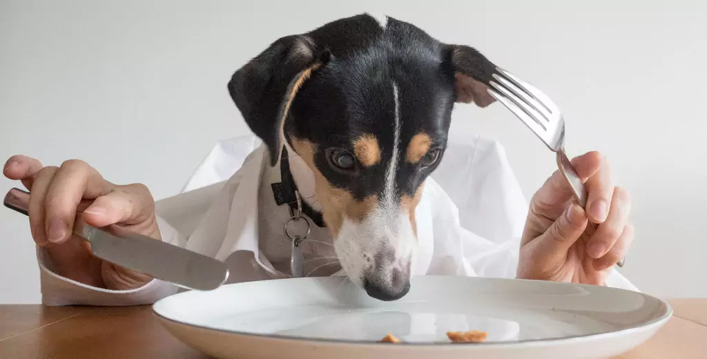 Les chiens peuvent-ils manger des pommes de terre ? Quels sont les avantages des pommes de terre pour les chiens ? Les chiens peuvent-ils manger de la purée de pommes de terre ?