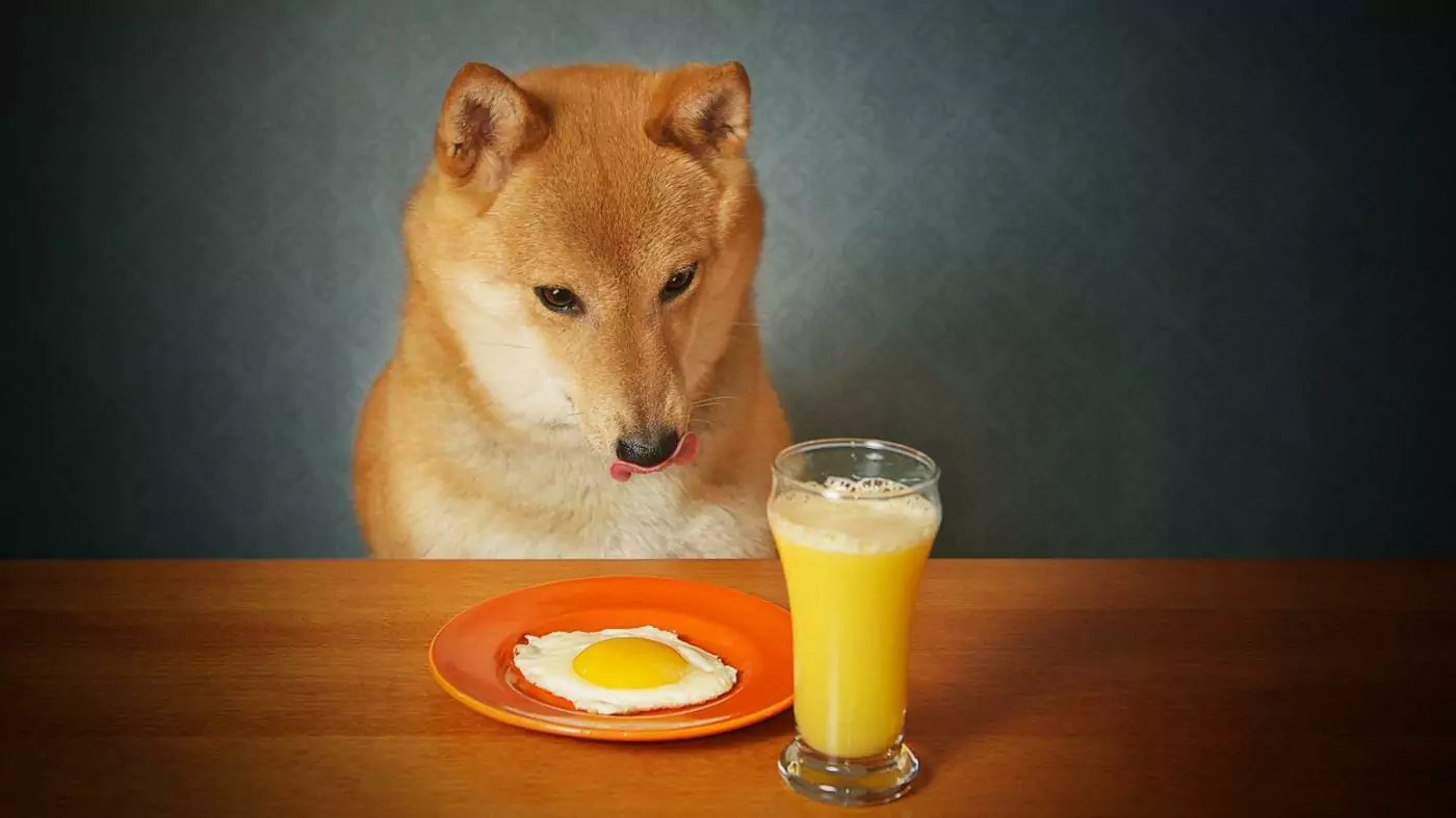 Les chiens peuvent-ils boire du jus d'orange ?