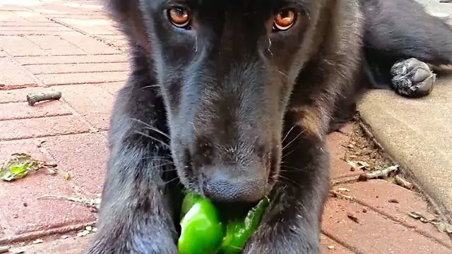 Les chiens peuvent-ils manger des poivrons verts ? Que faire quand un chien mange des poivrons verts ?