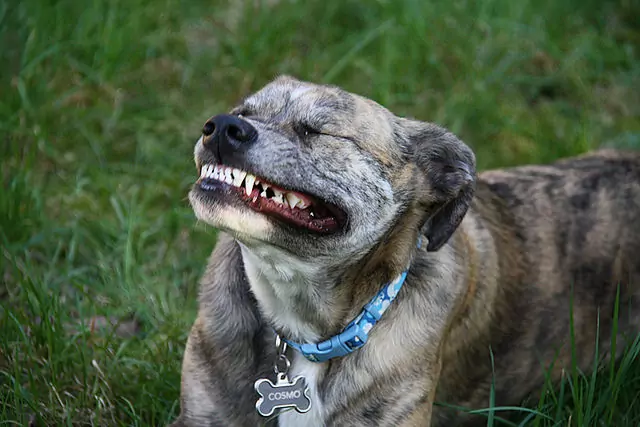 Les chiens perdent-ils leurs dents ?