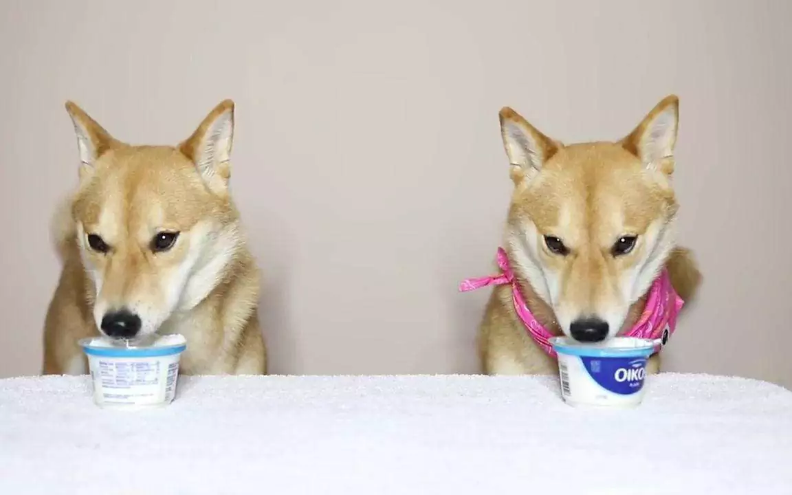 Les chiens peuvent-ils manger du yaourt ? Quels sont les avantages du yaourt pour les chiens ?
