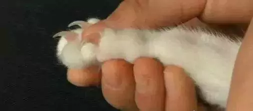 Comment couper les griffes du chat ? Faut-il raser les poils des pattes du chat ?