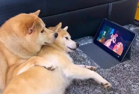Les chiens peuvent-ils regarder la télévision ? Que voient les chiens à la télévision ?