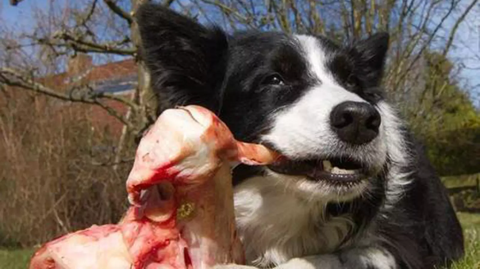 Les chiens peuvent-ils manger du bœuf cru ? Avantages et inconvénients du bœuf pour les chiens