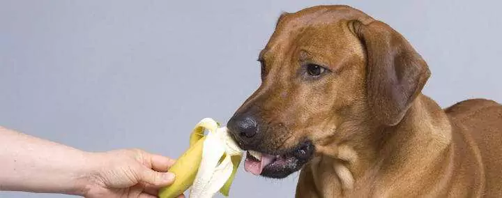 Les chiens peuvent-ils manger des bananes ? Quels sont les avantages des bananes pour les chiens ?