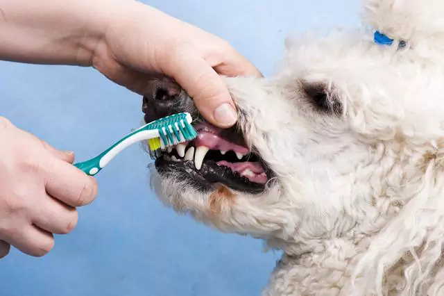 À quelle fréquence dois-je brosser les dents de mon chien ?