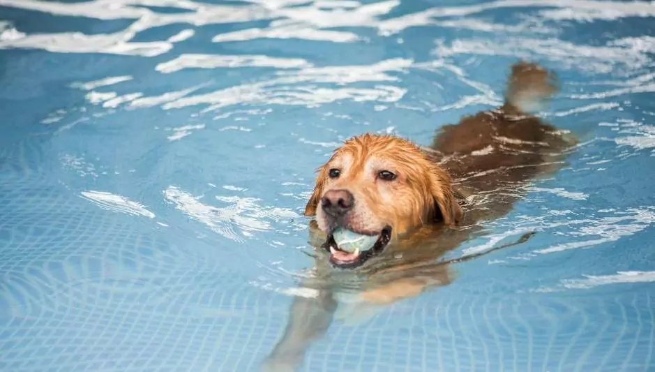 Tous les chiens savent-ils nager ?