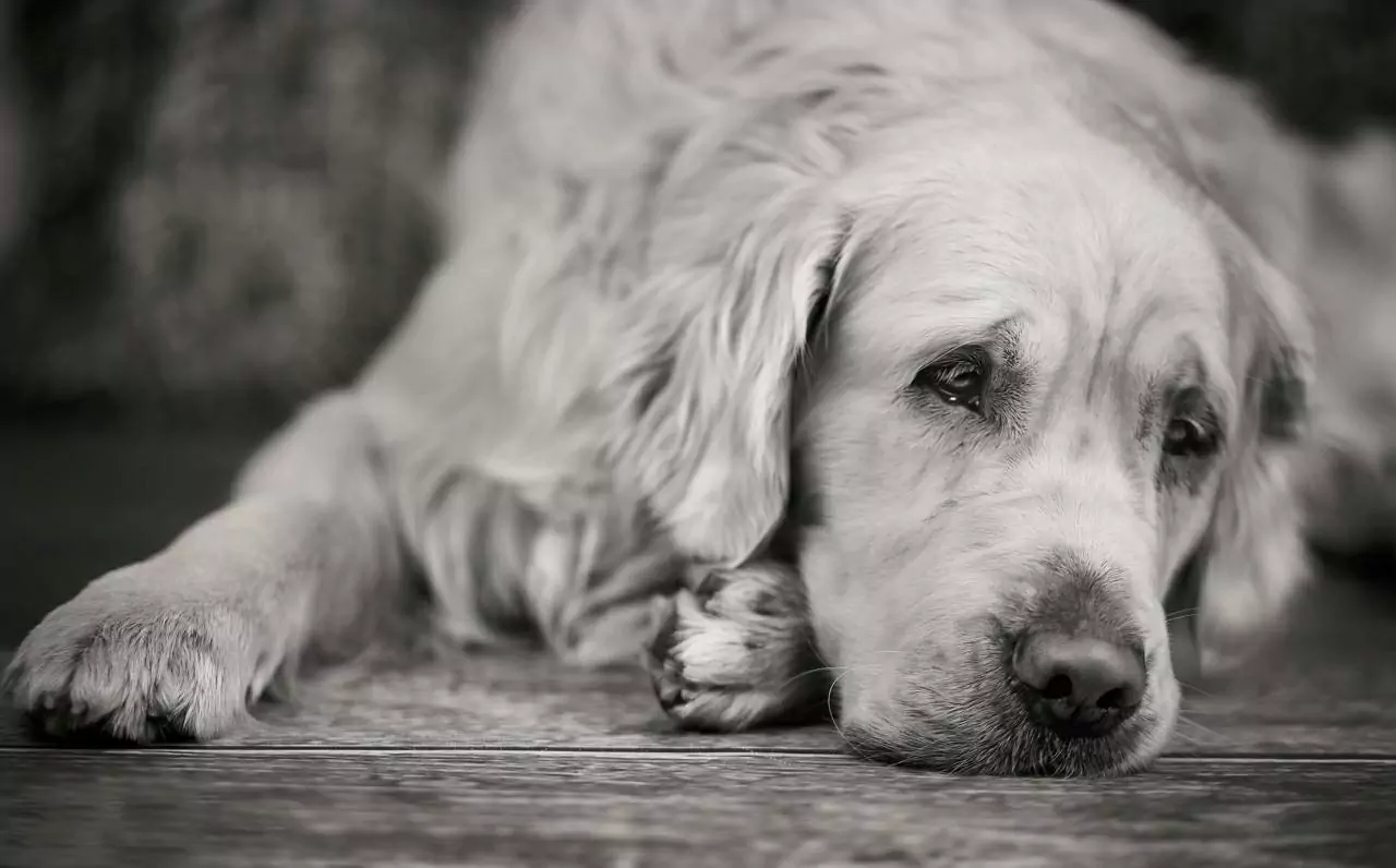 Les chiens peuvent-ils être déprimés ?