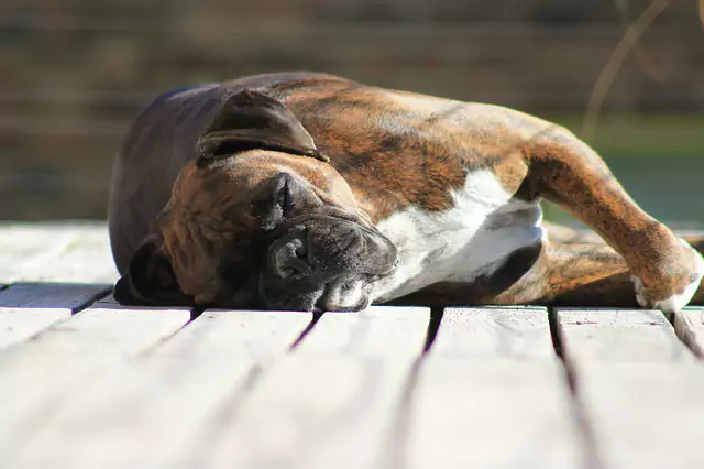 Pourquoi les chiens ont-ils des spasmes quand ils dorment ?