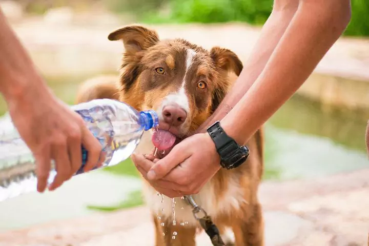 Quelle quantité d'eau un chien doit-il boire ?