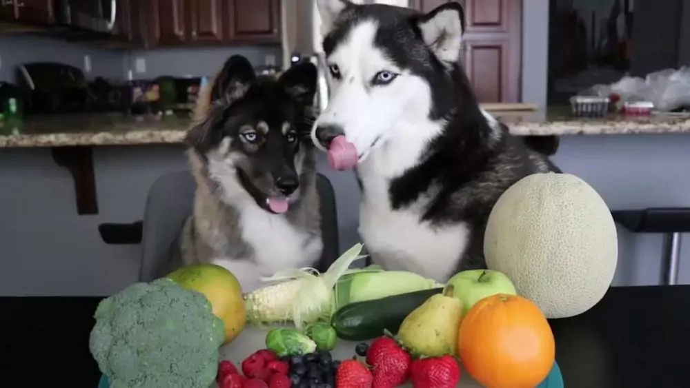 Les chiens peuvent-ils manger des légumes ? Quels légumes les chiens aiment-ils manger ?