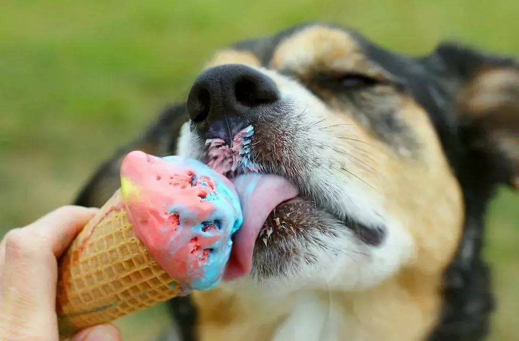 Les chiens peuvent-ils manger de la glace ? Problèmes de santé potentiels de la crème glacée pour les chiens