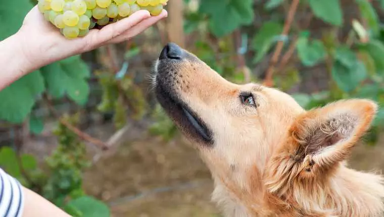 Les chiens peuvent-ils manger des raisins secs ? Toxicité du raisin, symptômes d'empoisonnement chez le chien