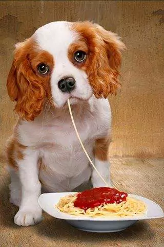 Les chiens peuvent-ils manger des spaghettis ? Quels sont les effets néfastes de la consommation prolongée de spaghettis chez les chiens ?