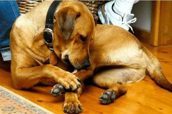 Pourquoi les chiens se lèchent-ils les pattes ? Comment traiter le léchage des pattes chez les chiens