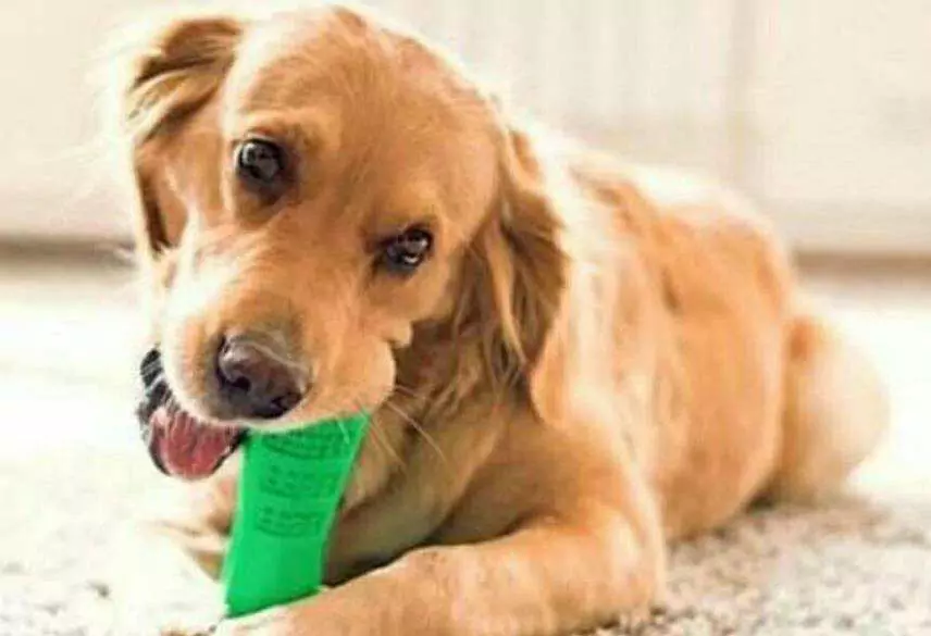 Comment nettoyer la gueule du chien à la maison ? Conseils pour éliminer l'odeur de la bouche du chien