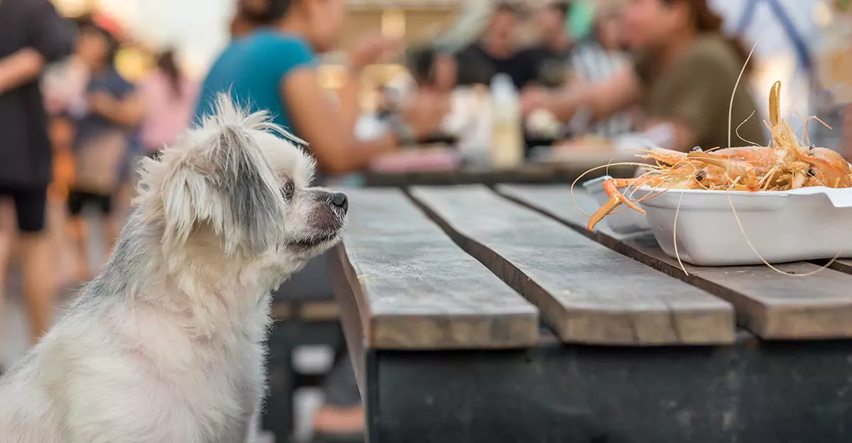 Les chiens peuvent-ils manger des crevettes ? Les crevettes sont-elles bonnes pour les chiens ?