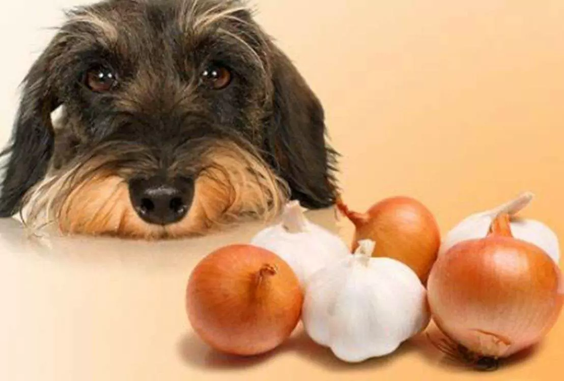 Les chiens peuvent-ils manger des oignons ? Pourquoi les oignons sont-ils toxiques pour les chiens ?