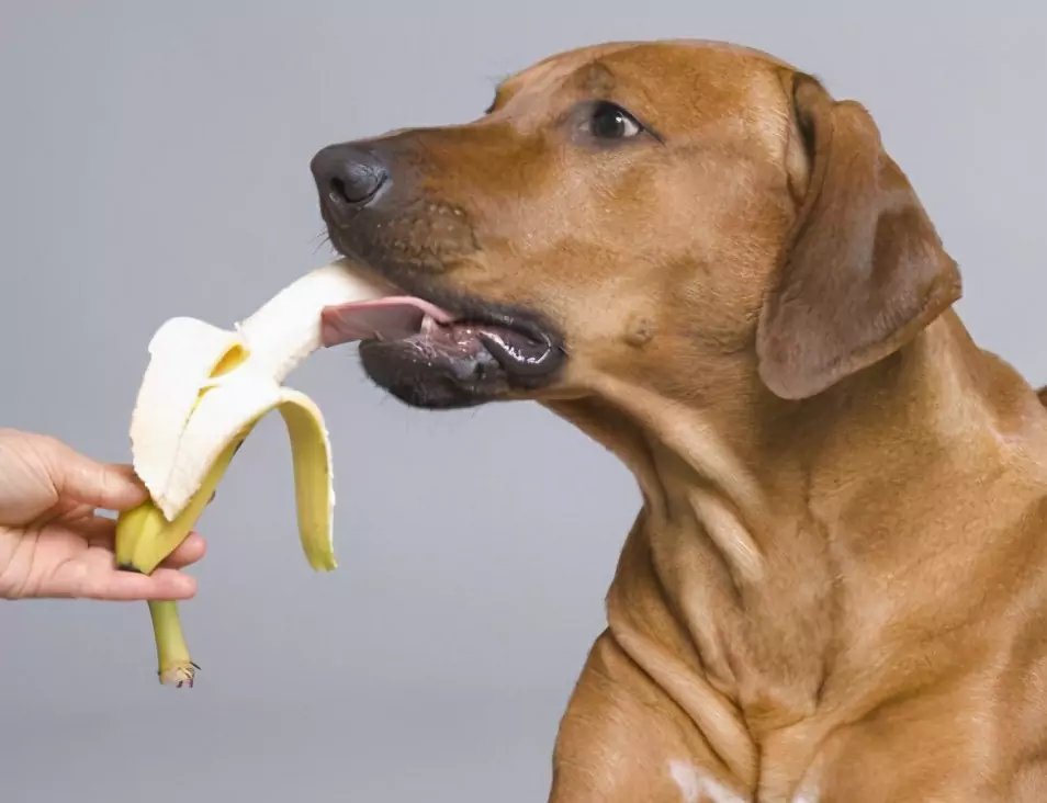 Quels fruits les chiens peuvent-ils manger ? Les avantages et les inconvénients de donner des fruits aux chiens et les précautions à prendre