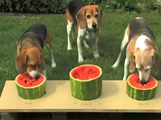 Les chiens peuvent-ils manger de la pastèque ? Quels sont les avantages de la pastèque pour les chiens ?