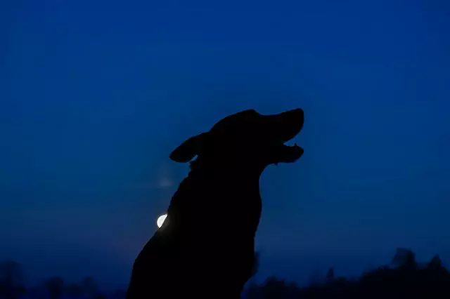 Que voient les chiens la nuit ?