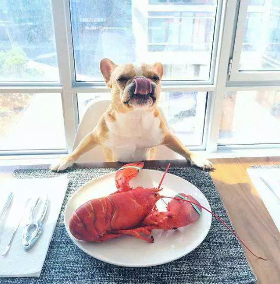 Les chiens peuvent-ils manger du homard ? Précautions à prendre pour l'alimentation des chiens