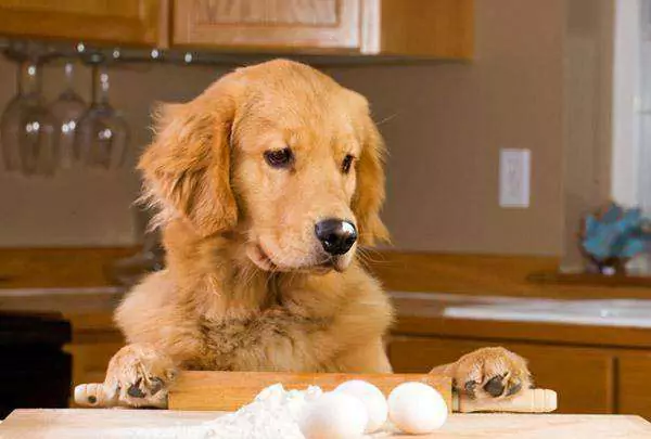 Les œufs crus sont-ils bons pour les chiens ? Quels autres inconvénients la consommation d'œufs crus présente-t-elle pour les chiens ?