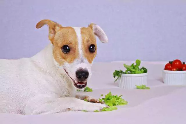 Les chiens peuvent-ils manger de la laitue ? Les chiens ont-ils besoin d'être cuisinés pour manger des légumes