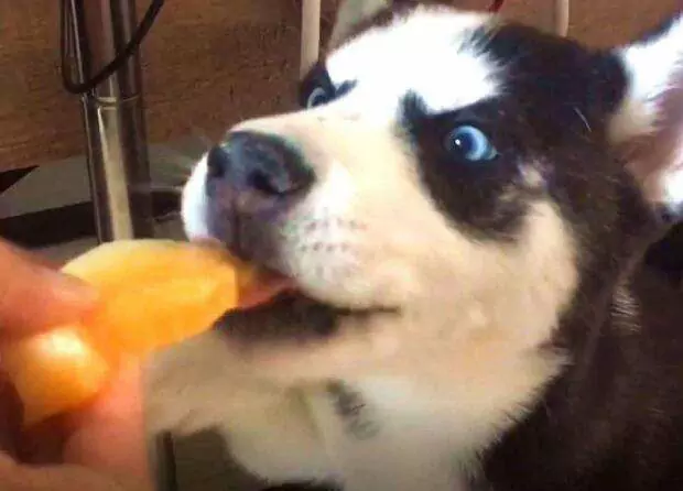 Les chiens peuvent-ils manger du melon ? Contre-indications alimentaires pour les chiens