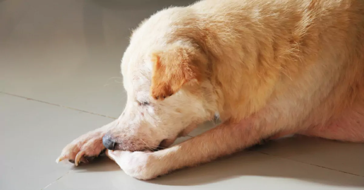 Pourquoi les chiens se mordillent-ils les pattes ? Pourquoi les chiens se mordillent-ils toujours les pattes ? Quels sont les moyens d'y remédier ?