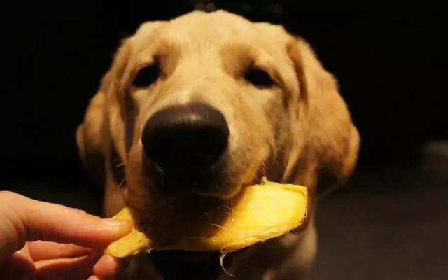 Les chiens peuvent-ils manger des mangues ? Quels sont les avantages de donner des mangues aux chiens ?