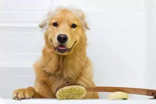 Comment donner un bain à un chien